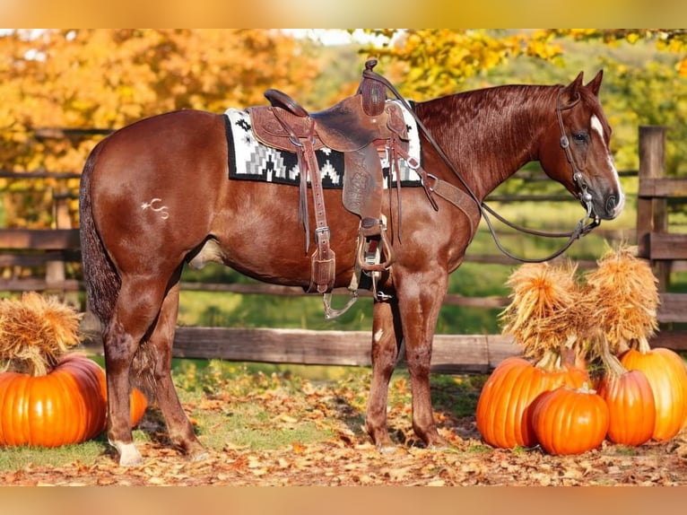 American Quarter Horse Ruin 8 Jaar 155 cm Roodvos in Robards, KY