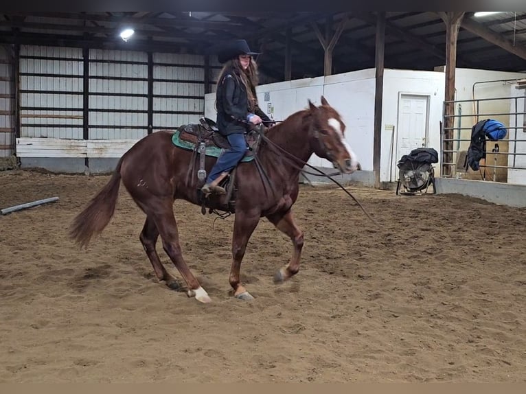 American Quarter Horse Ruin 8 Jaar 155 cm Roodvos in Robards, KY