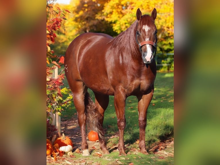 American Quarter Horse Ruin 8 Jaar 155 cm Roodvos in Robards, KY