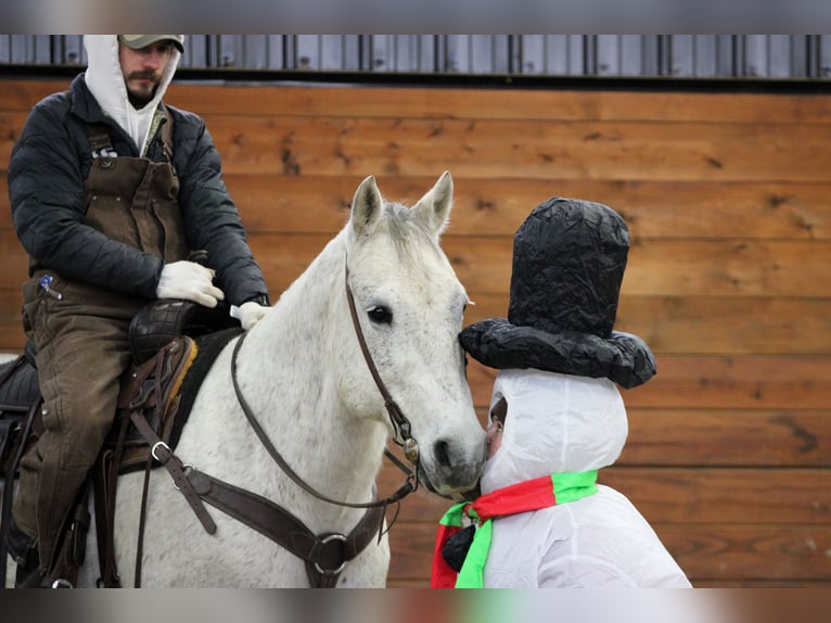 American Quarter Horse Ruin 8 Jaar 155 cm Schimmel in Clarion