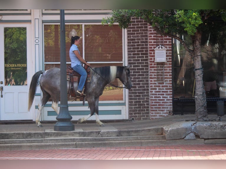 American Quarter Horse Ruin 8 Jaar 155 cm Tobiano-alle-kleuren in Rusk TX