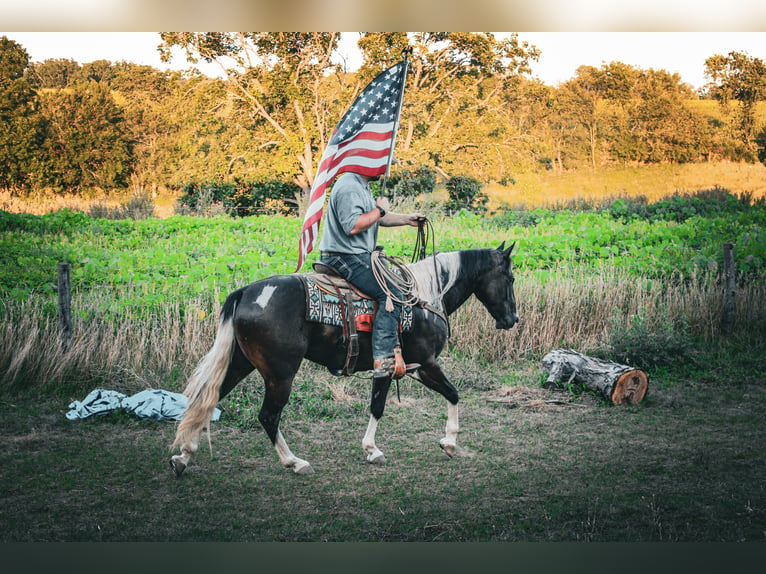 American Quarter Horse Ruin 8 Jaar 155 cm Tobiano-alle-kleuren in Charlotte IA