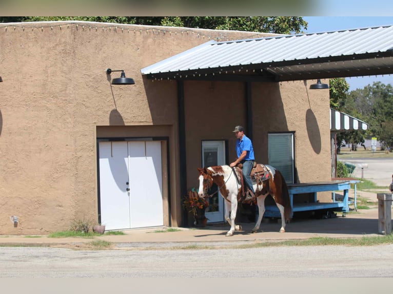 American Quarter Horse Ruin 8 Jaar 155 cm Tobiano-alle-kleuren in Lipan TX