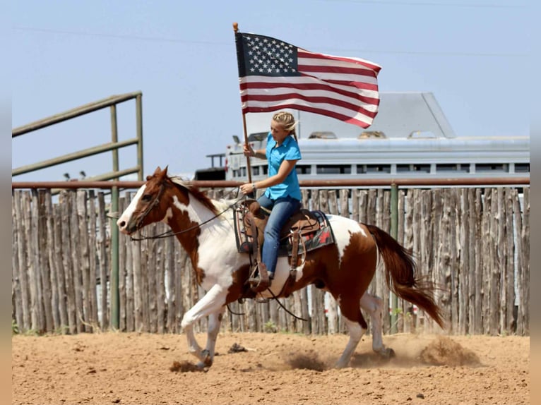 American Quarter Horse Ruin 8 Jaar 155 cm Tobiano-alle-kleuren in Lipan TX