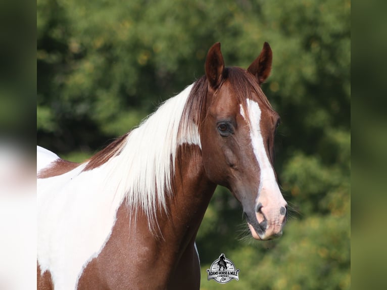 American Quarter Horse Ruin 8 Jaar 155 cm Tobiano-alle-kleuren in Mount Vernon KY