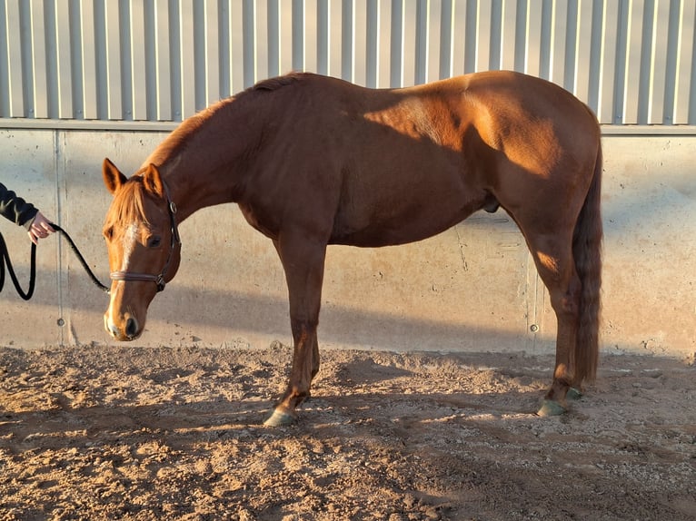 American Quarter Horse Ruin 8 Jaar 155 cm Vos in Schrozberg