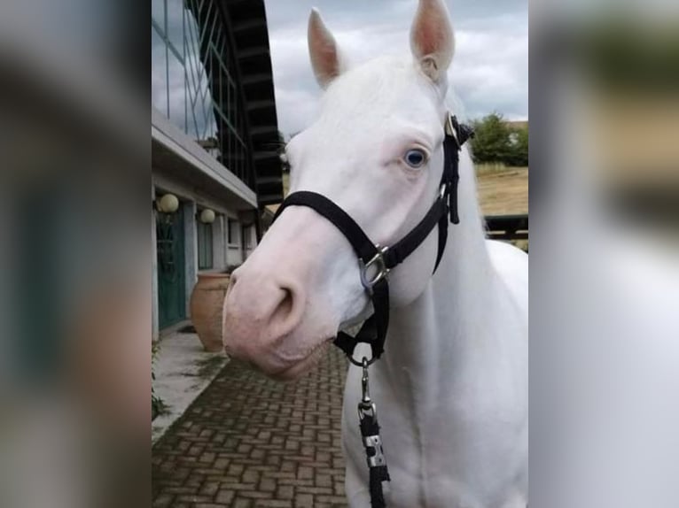 American Quarter Horse Ruin 8 Jaar 155 cm Wit in Liederbach am Taunus