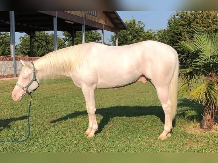 American Quarter Horse Ruin 8 Jaar 155 cm Wit in Liederbach am Taunus