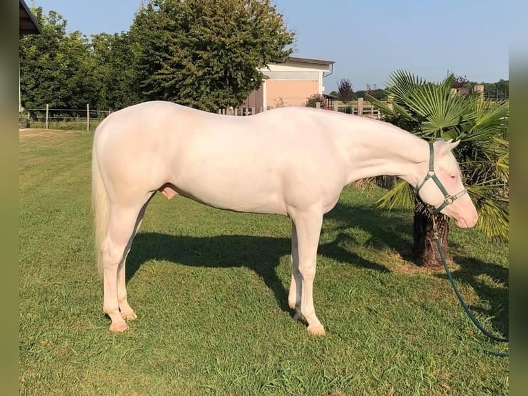 American Quarter Horse Ruin 8 Jaar 155 cm Wit in Liederbach am Taunus