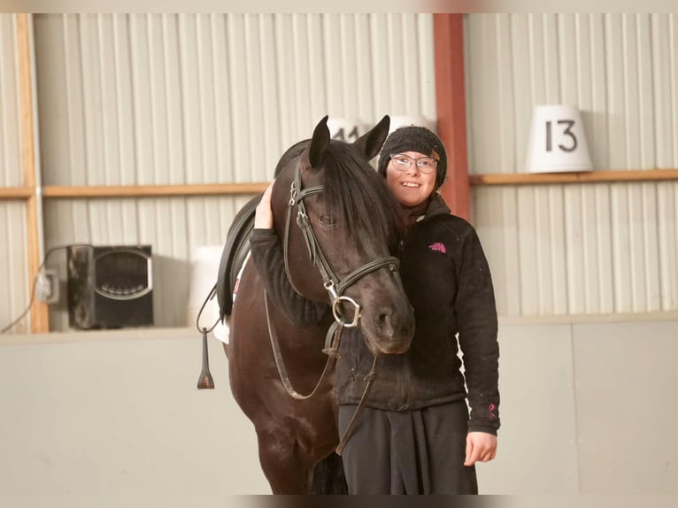 American Quarter Horse Ruin 8 Jaar 155 cm Zwart in Fresno, OH