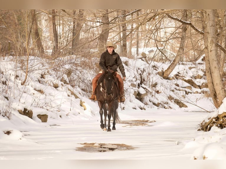 American Quarter Horse Ruin 8 Jaar 155 cm Zwart in Fresno, OH