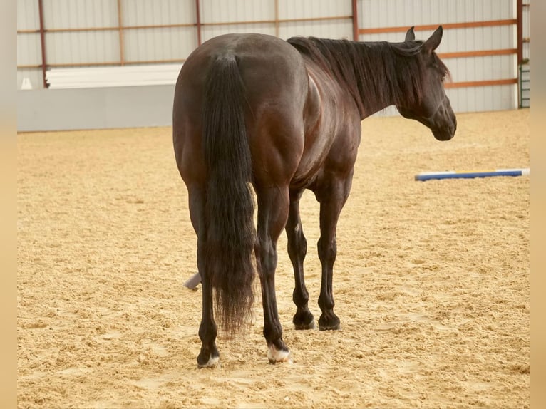 American Quarter Horse Ruin 8 Jaar 155 cm Zwart in Fresno, OH