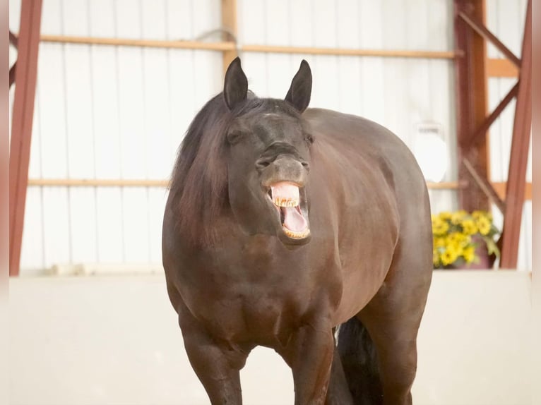 American Quarter Horse Ruin 8 Jaar 155 cm Zwart in Fresno, OH