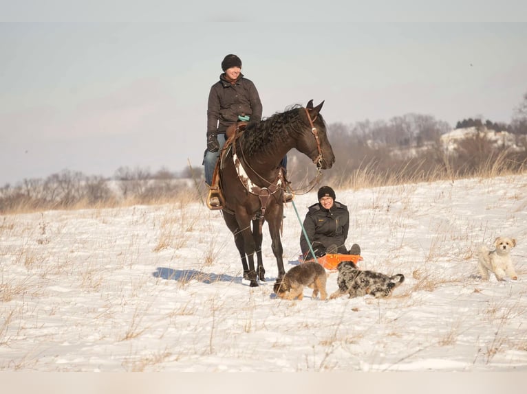 American Quarter Horse Ruin 8 Jaar 155 cm Zwart in Fresno, OH