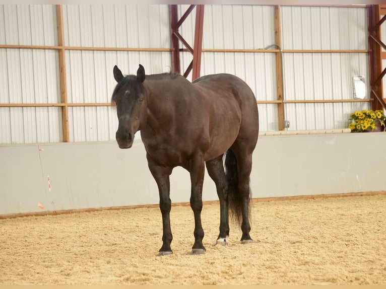 American Quarter Horse Ruin 8 Jaar 155 cm Zwart in Fresno, OH