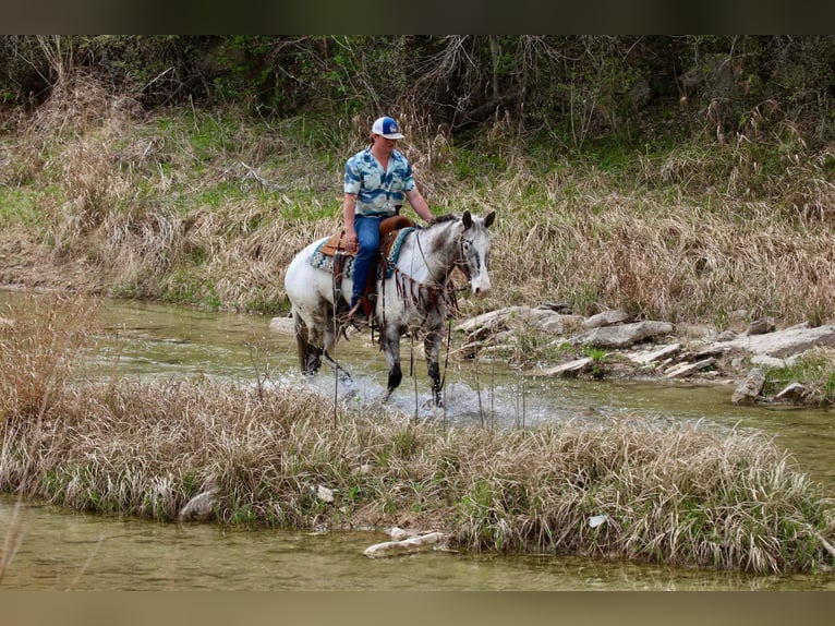 American Quarter Horse Ruin 8 Jaar 155 cm Zwart in Lipan TX