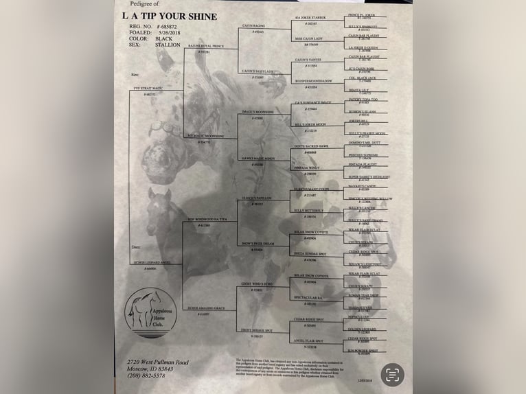 American Quarter Horse Ruin 8 Jaar 155 cm Zwart in Lipan TX