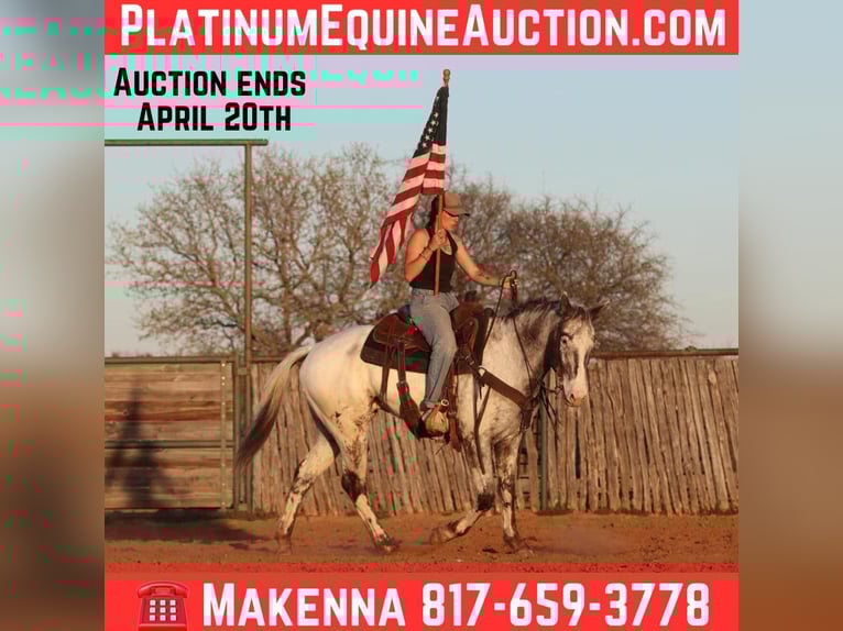 American Quarter Horse Ruin 8 Jaar 155 cm Zwart in Lipan TX