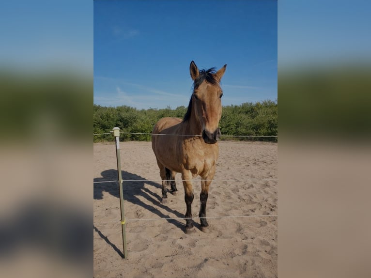 American Quarter Horse Mix Ruin 8 Jaar 156 cm Red Dun in Rendsburg