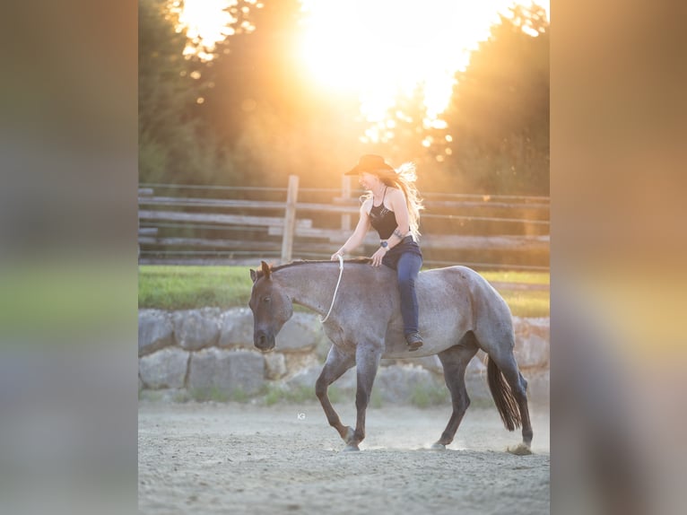 American Quarter Horse Ruin 8 Jaar 156 cm Roan-Red in Ober&#xF6;sterreich