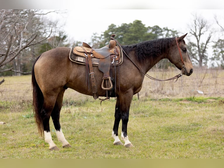 American Quarter Horse Ruin 8 Jaar 157 cm Buckskin in Rusk, TX