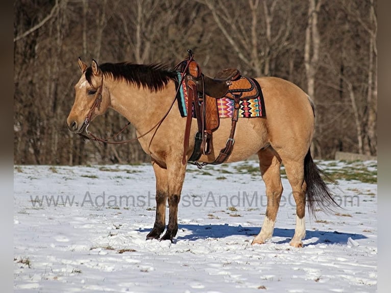 American Quarter Horse Ruin 8 Jaar 157 cm Buckskin in Mount Vernon