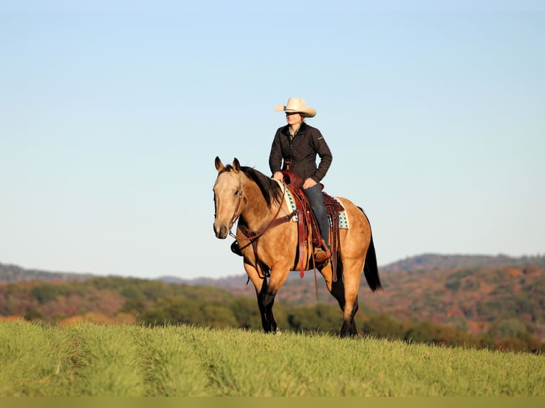 American Quarter Horse Ruin 8 Jaar 157 cm Buckskin in Clarion American Quarter Horse Ruin 8 Jaar 157 cm Buckskin in Clarion