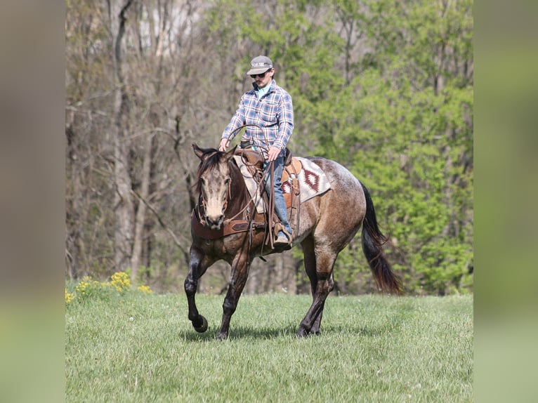 American Quarter Horse Ruin 8 Jaar 157 cm Buckskin in Mount Vernon