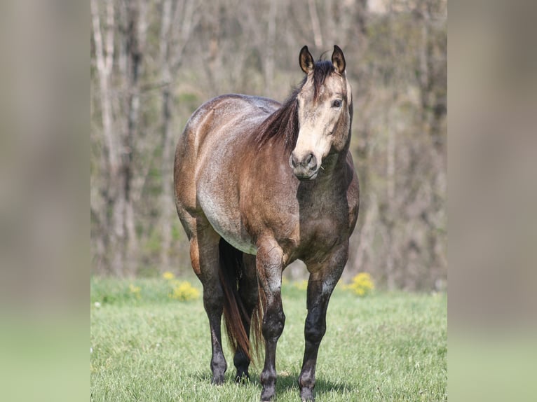 American Quarter Horse Ruin 8 Jaar 157 cm Buckskin in Mount Vernon