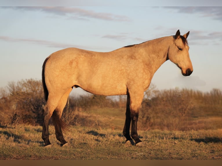 American Quarter Horse Ruin 8 Jaar 157 cm Buckskin in Plano