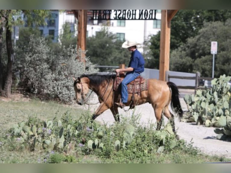 American Quarter Horse Ruin 8 Jaar 157 cm Buckskin in weatherford TX