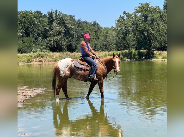 American Quarter Horse Ruin 8 Jaar 157 cm Donkere-vos in Lipan TX