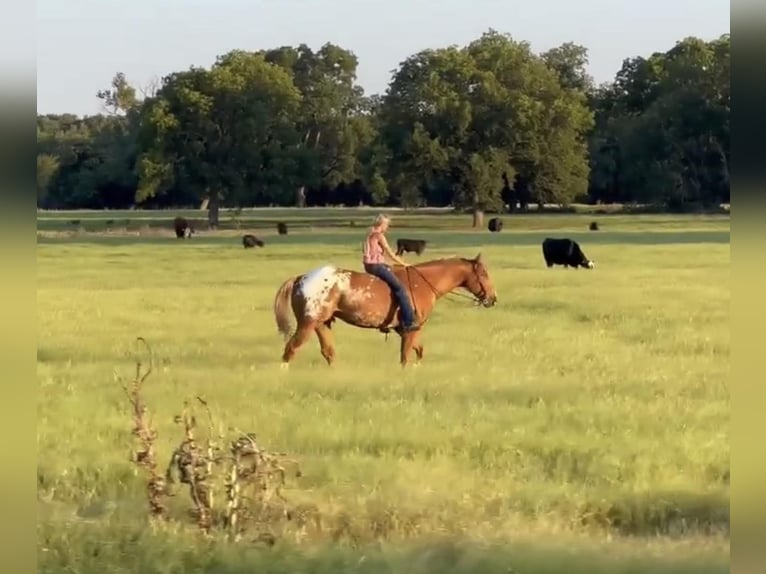 American Quarter Horse Ruin 8 Jaar 157 cm Donkere-vos in Lipan TX