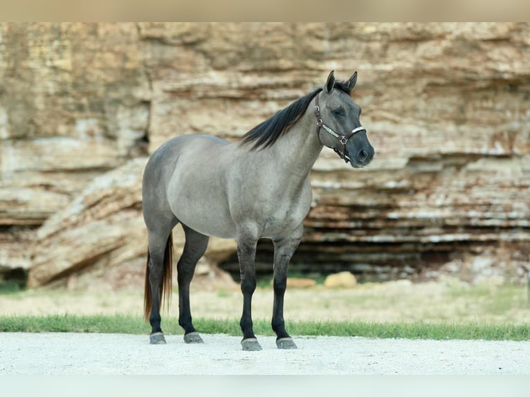 American Quarter Horse Ruin 8 Jaar 157 cm Grullo in Mount Vernon