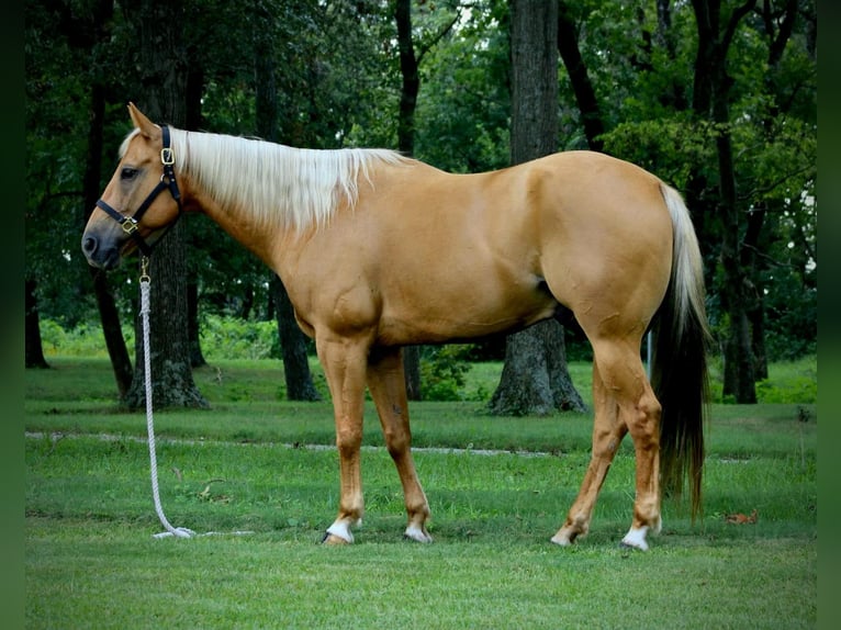 American Quarter Horse Ruin 8 Jaar 157 cm Palomino in shobonier, IL