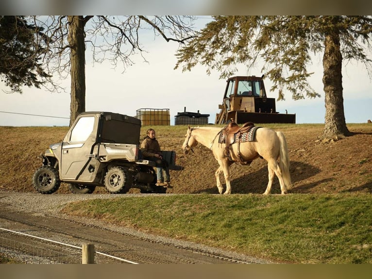 American Quarter Horse Ruin 8 Jaar 157 cm Palomino in Fresno