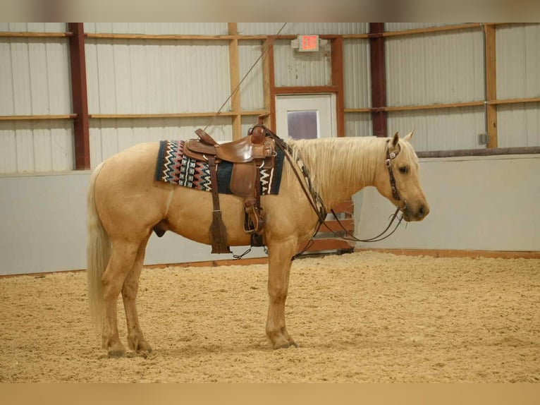 American Quarter Horse Ruin 8 Jaar 157 cm Palomino in Fresno