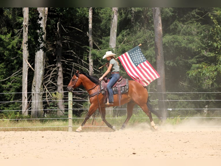American Quarter Horse Ruin 8 Jaar 157 cm in Clarion