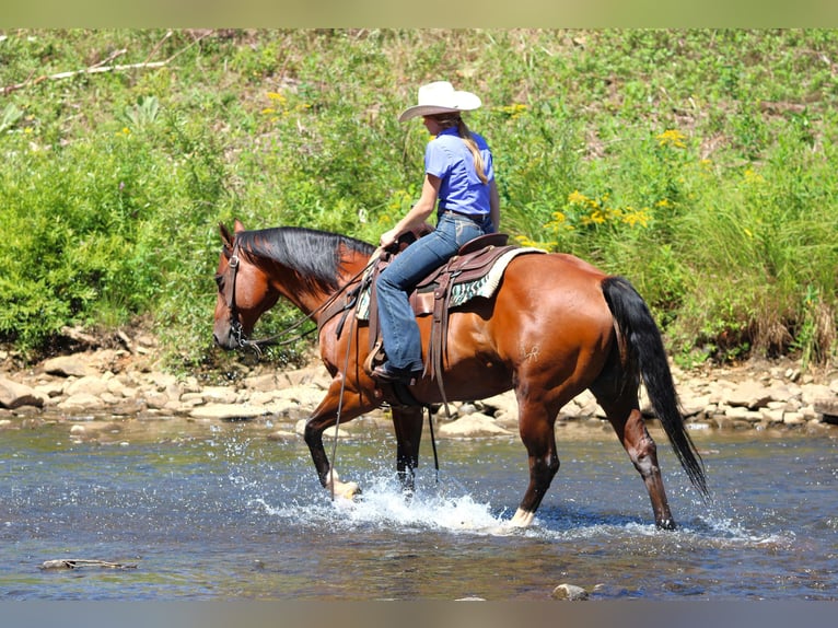 American Quarter Horse Ruin 8 Jaar 157 cm in Clarion
