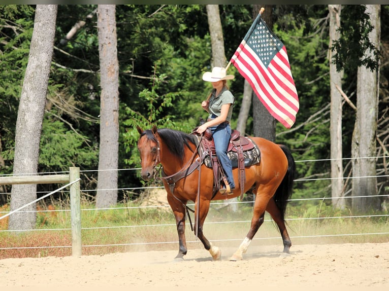 American Quarter Horse Ruin 8 Jaar 157 cm in Clarion
