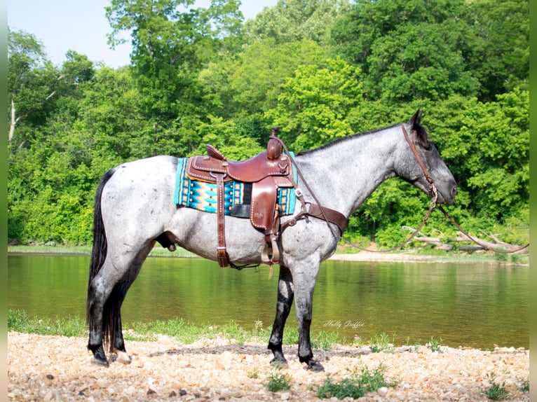 American Quarter Horse Ruin 8 Jaar 157 cm Roan-Blue in Hillsboro KY