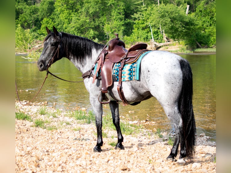 American Quarter Horse Ruin 8 Jaar 157 cm Roan-Blue in Hillsboro KY