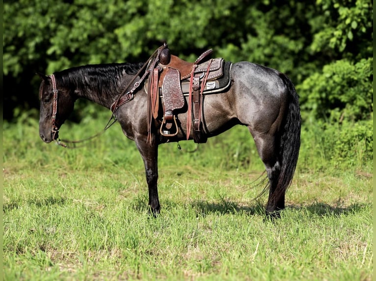 American Quarter Horse Ruin 8 Jaar 157 cm Roan-Blue in Santa Fe TN