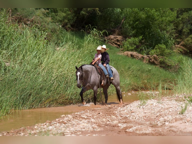 American Quarter Horse Ruin 8 Jaar 157 cm Roan-Red in Canyon TX