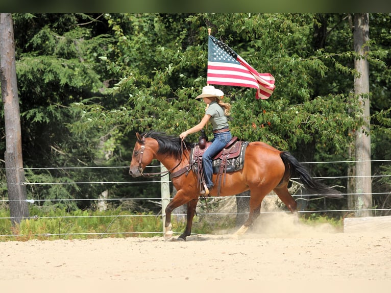 American Quarter Horse Ruin 8 Jaar 157 cm Roodbruin in Clarion