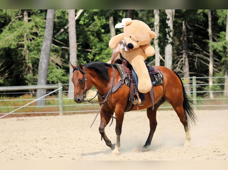 American Quarter Horse Ruin 8 Jaar 157 cm Roodbruin in Clarion