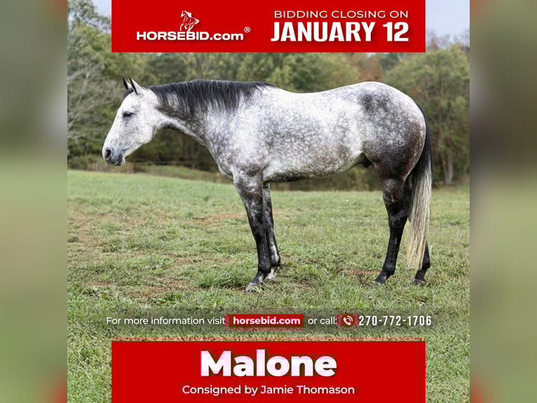 American Quarter Horse Ruin 8 Jaar 157 cm Schimmel in Auburn