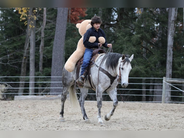 American Quarter Horse Ruin 8 Jaar 157 cm Schimmel in Clarion