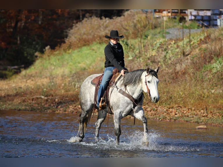 American Quarter Horse Ruin 8 Jaar 157 cm Schimmel in Clarion