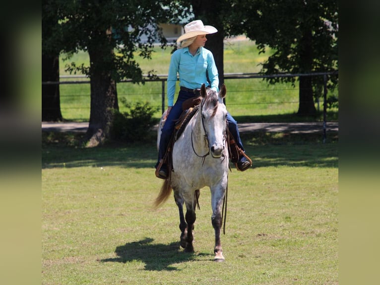 American Quarter Horse Ruin 8 Jaar 157 cm Schimmel in Salisaw, OK